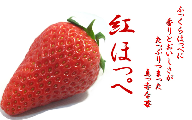 新春の苺フェア1月23日より
