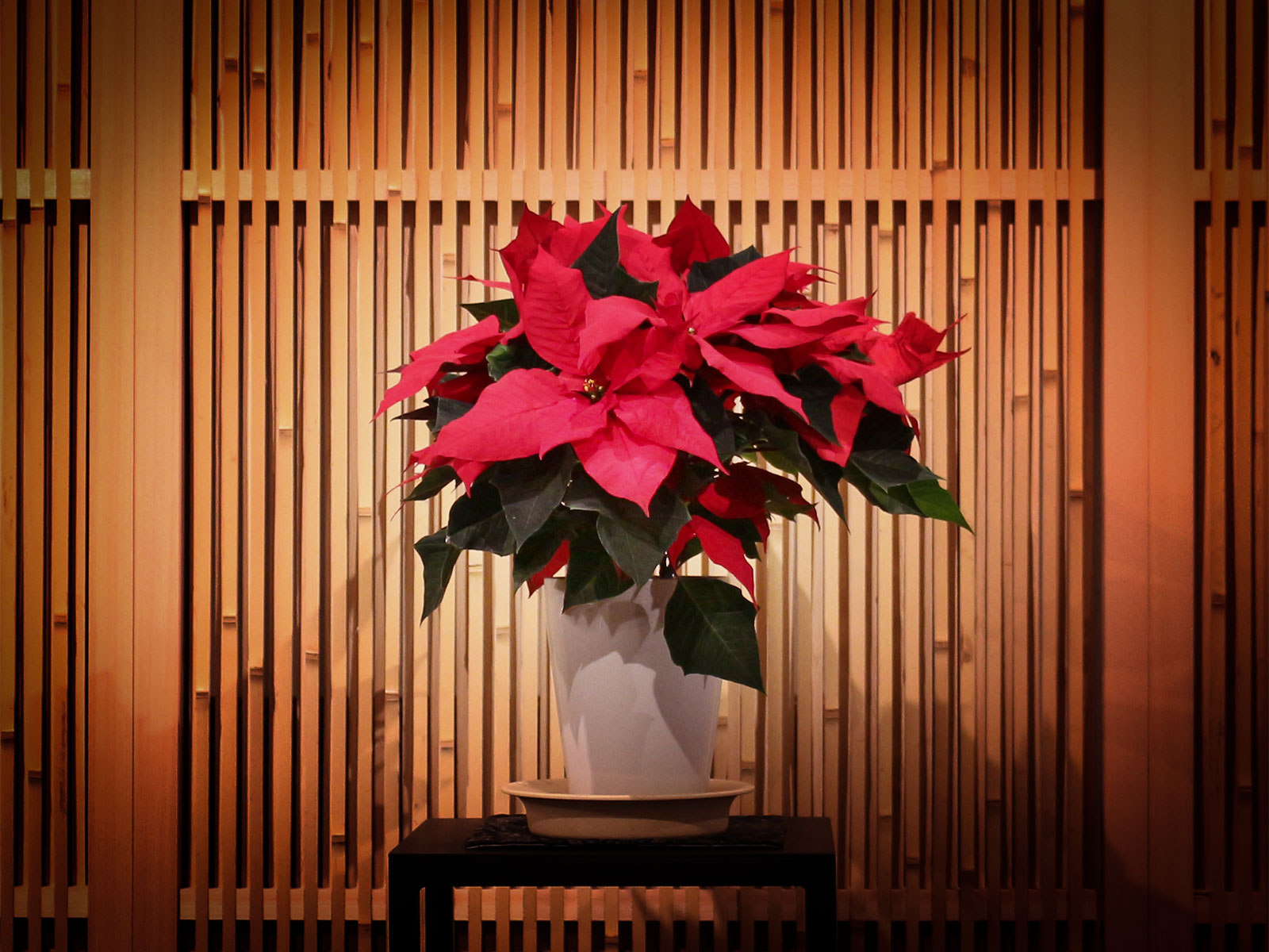 伊豆の幸を食べる