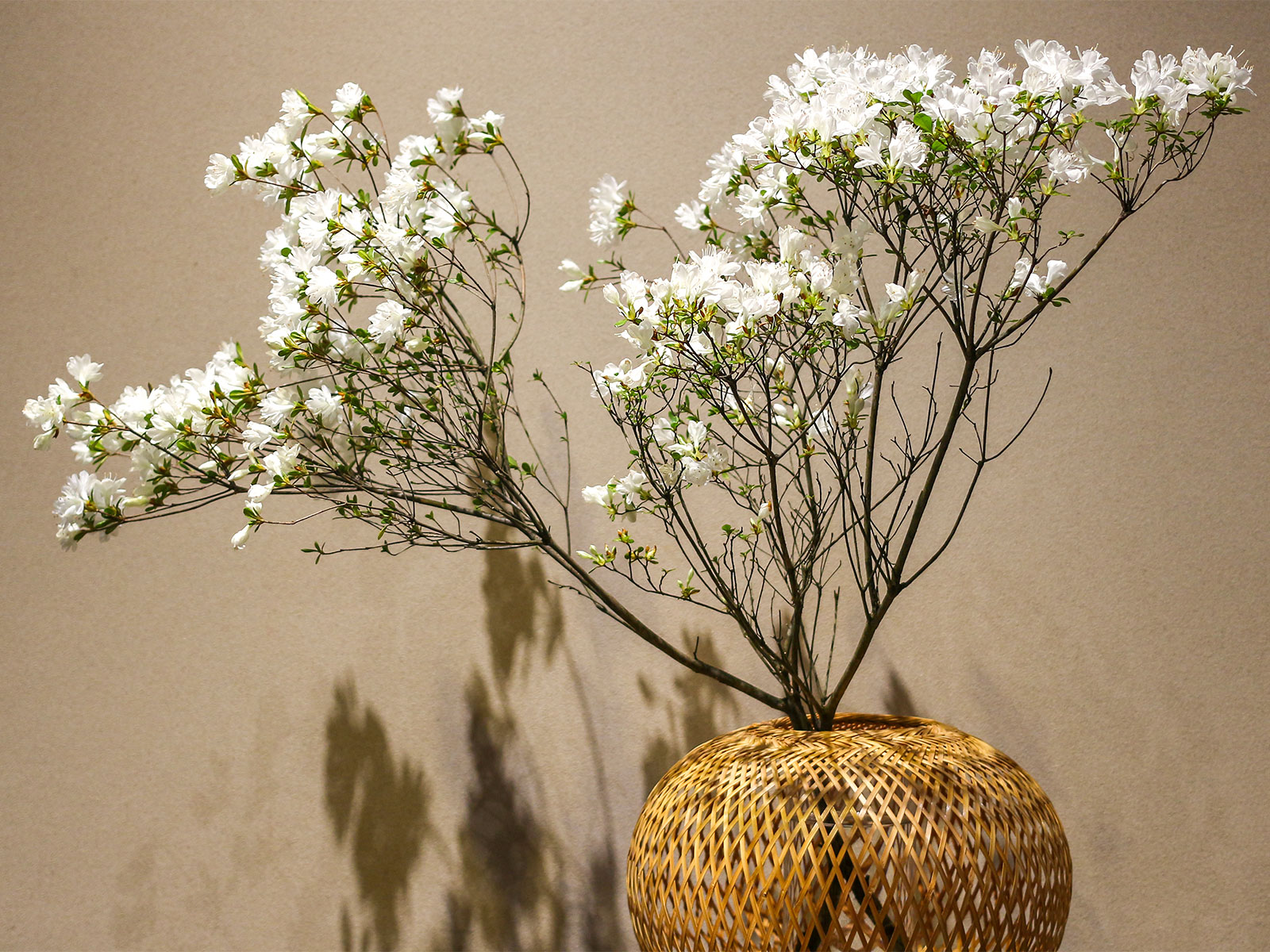 伊豆の幸を食べる